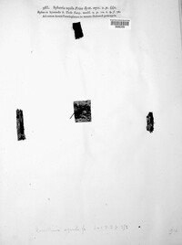 Rosellinia aquila image